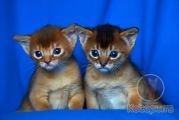 Абиссинские котята Nika и Neo Kotopurrs