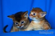 Абиссинские котята Nika и Neo Kotopurrs