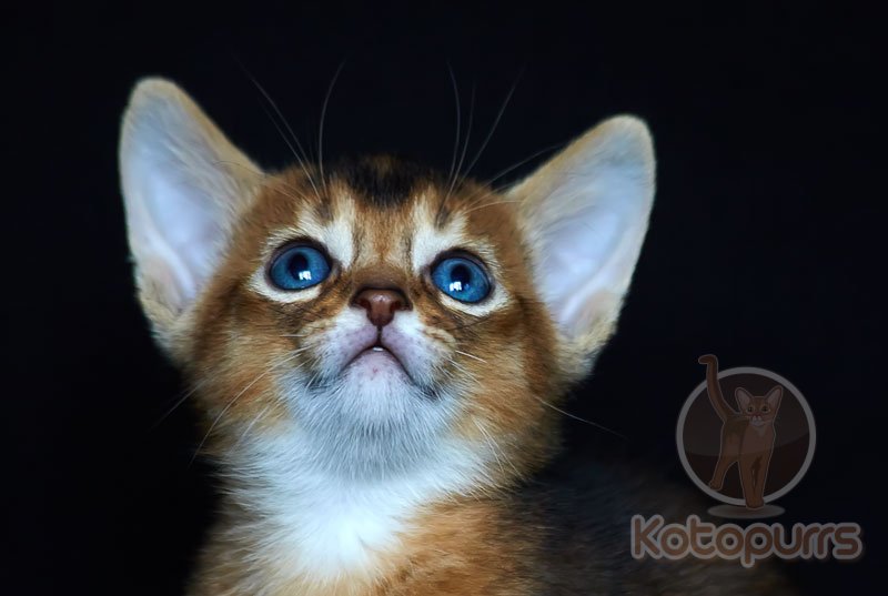 Абиссинский котенок Orion Kotopurrs