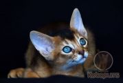 Абиссинский котенок Orion Kotopurrs