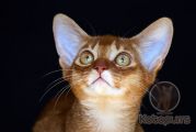 Абиссинский котенок Nika Kotopurrs