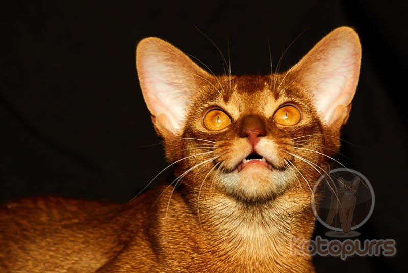 Абиссинская кошка Nika Kotopurrs