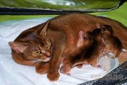 Абиссинская кошка Diva Europa Wild Grace с новорожденными котятами
