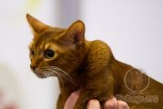 Абиссинская кошка Nika Kotopurrs на выставке