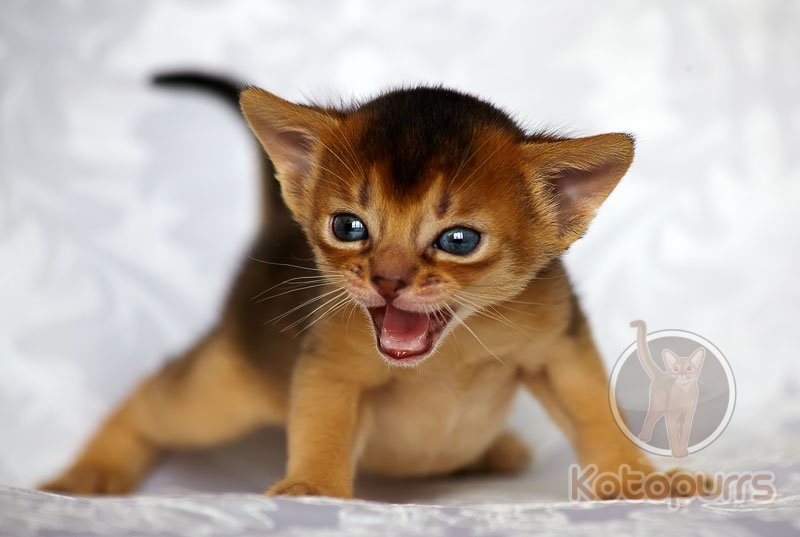 Абиссинский котенок Sapphire Kotopurrs
