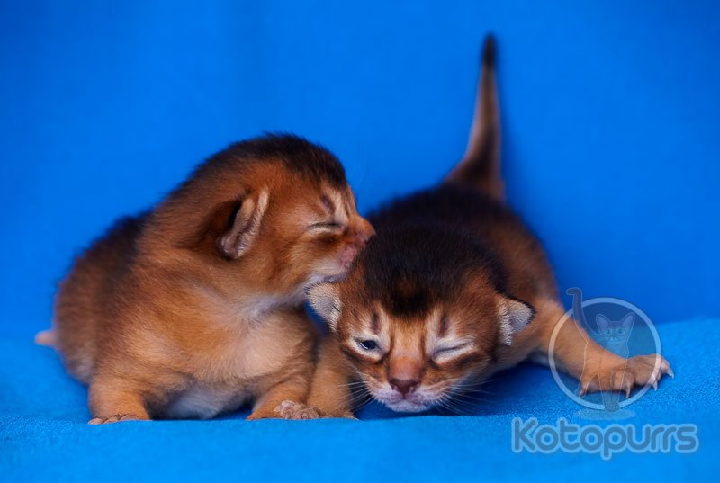 Новорожденные абиссинские котята