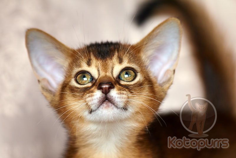 Абиссинский котенок Uhura Kotopurrs