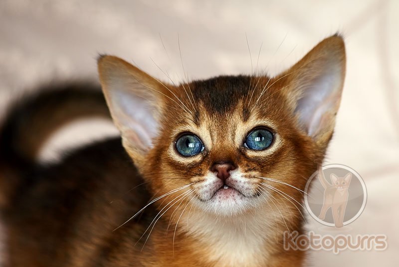 Абиссинский котенок Victoria Kotopurrs