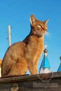 Выпускник абиссинский кот Tiberius Kotopurrs