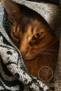 Выпускник абиссинский кот Sapphire Kotopurrs