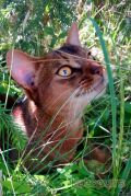 Выпускник абиссинский кот Tiberius Kotopurrs
