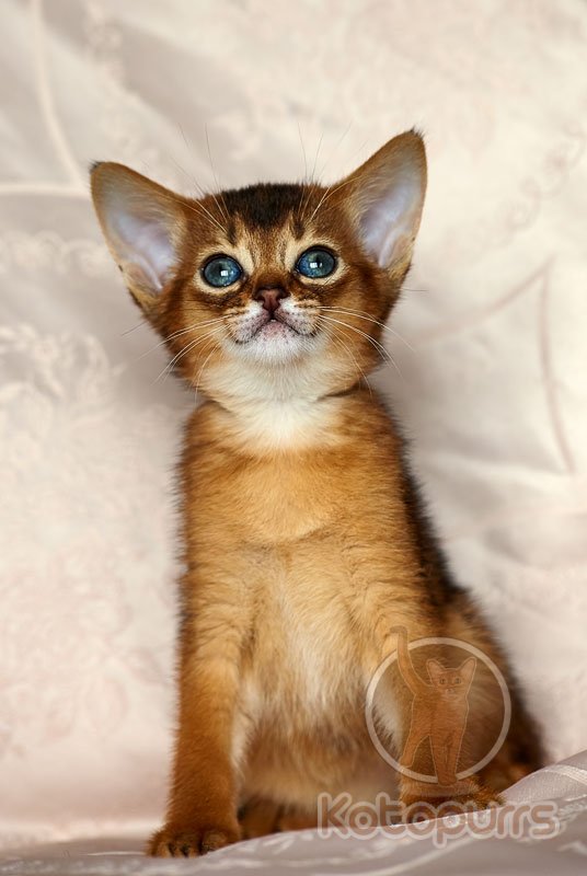 Абиссинский котенок Victoria Kotopurrs