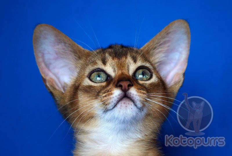 Абиссинский котенок Vikont Kotopurrs
