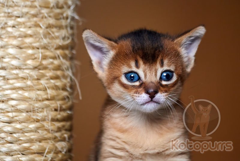 Абиссинский котенок Whiskey Gold Kotopurrs
