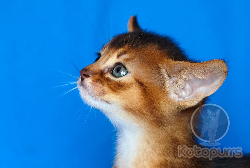 Абиссинский котенок Xaviere Kotopurrs