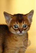 Абиссинский котенок Whiskey Gold Kotopurrs