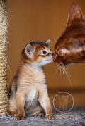 Абиссинский котенок Whiskey Gold Kotopurrs с теткой Nika Kotopurrs