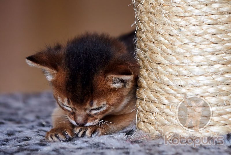Абиссинский котенок Whiskey Gold Kotopurrs устраивается спать :)