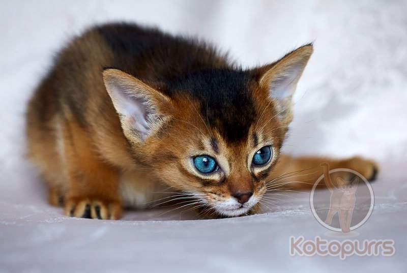 Абиссинский котенок Benjamin Kotopurrs