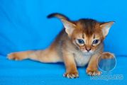 Абиссинский котенок Caramel Kotopurrs