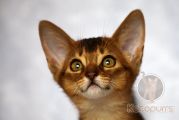 Абиссинский котенок Murlene Noel Kotopurrs