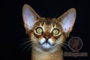 Абиссинский котенок Neo Kotopurrs