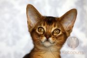 Абиссинский котенок Muriam Noel Kotopurrs