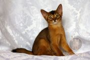 Абиссинский котенок Murchello Noel Kotopurrs