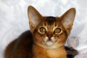 Абиссинский котенок Muriam Noel Kotopurrs
