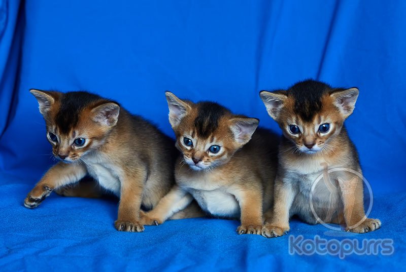 Пятеро котят с фоток на вас глядят :)