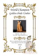 Сертификат чемпиона мира Golden Pride Umber