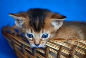 Абиссинский котенок Ophelia Kotopurrs