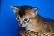 Абиссинский котенок Oliver Kotopurrs