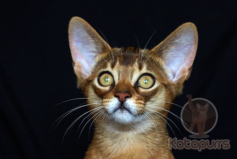 Абиссинский котенок Neo Kotopurrs