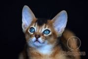 Абиссинский котенок Oliver Kotopurrs