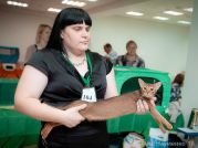 Выпускница кошка Lorelei Tiamat Kotopurrs на выставке. Фото А&Е Науменко.