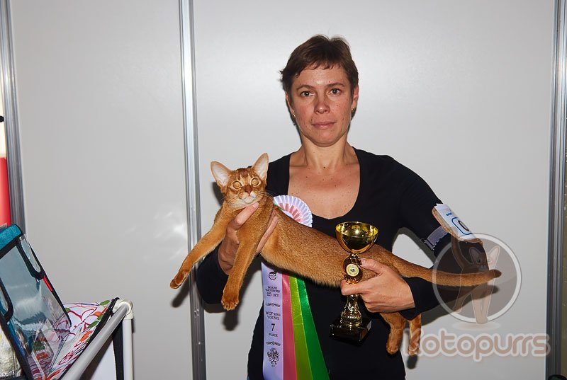 Nika Kotopurrs с наградой 7-е место WCF ринг молодых животных