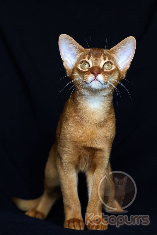 Абиссинский котенок Nika Kotopurrs