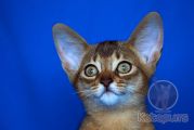 Абиссинский котенок Ophelia Kotopurrs
