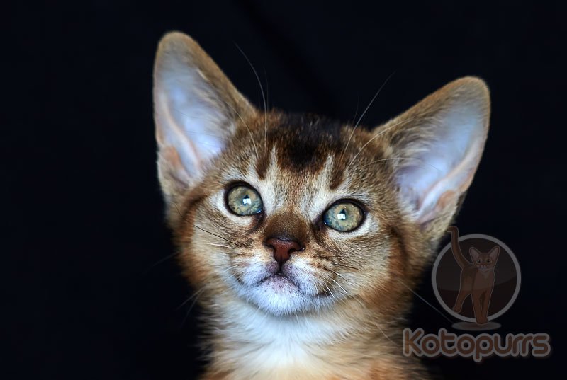 Абиссинский котенок Pallada Kotopurrs