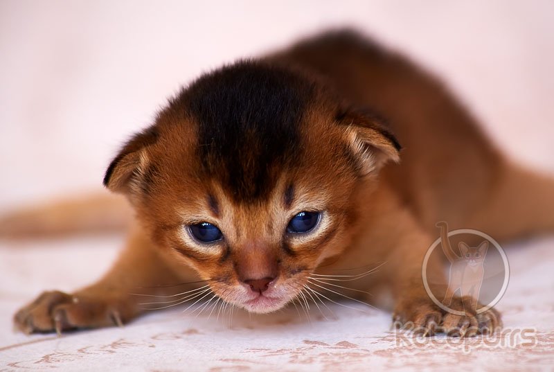 Абиссинский котенок Quinn Kotopurrs