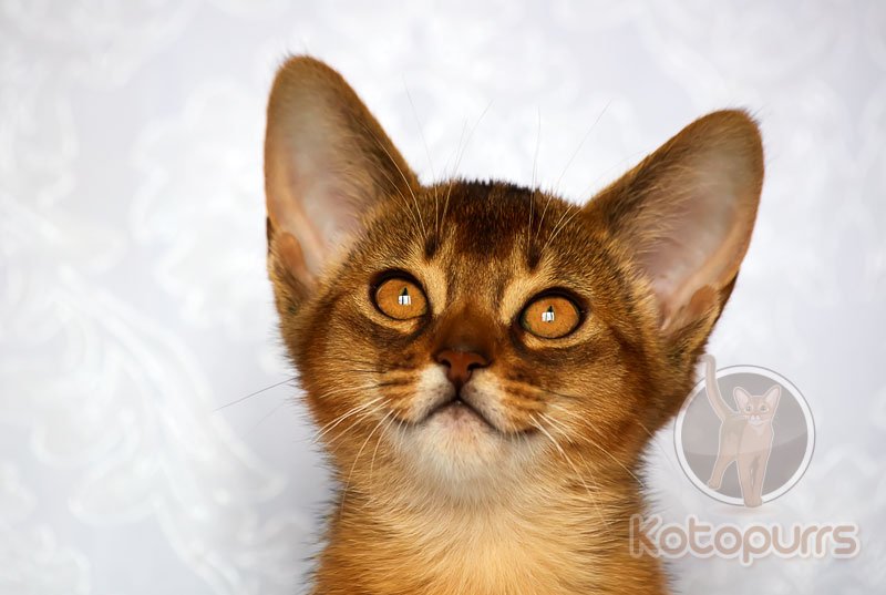 Абиссинский котенок Qiana Kotopurrs