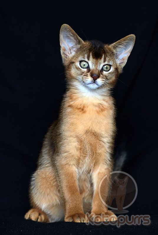 Абиссинский котенок Pallada Kotopurrs