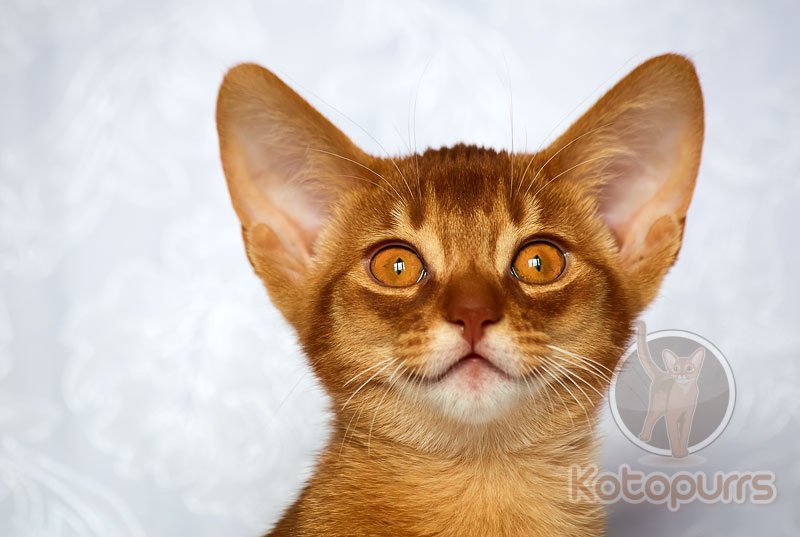 Абиссинский котенок Quasar Kotopurrs