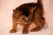 Абиссинский котенок Penelope Kotopurrs