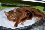 Абиссинская кошка Diva Europa Wild Grace с новорожденными котятами