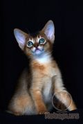 Абиссинский котенок Perseus Kotopurrs