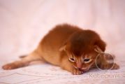 Абиссинский котенок Quasar Kotopurrs
