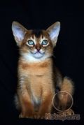 Абиссинский котенок Quinn Kotopurrs