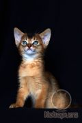 Абиссинский котенок Penelope Kotopurrs